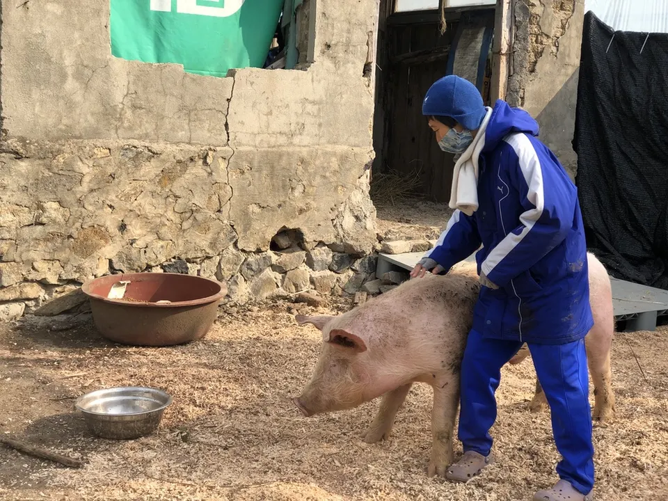 돌담 마당에서 파란 운동복에 털모자를 쓴 사람이 돼지의 등에 손을 얹고 함께 걷는다
