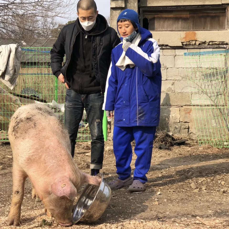 마스크를 쓴 두 사람이 마당에 서서 금속 그릇에 주둥이를 넣은 돼지를 내려다본다