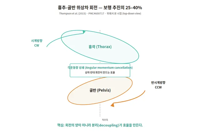 흉추-골반 위상차 회전 — Thompson 2015 도해