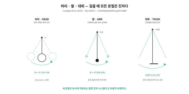 머리·팔·대퇴 세 분절의 진자 운동 도해