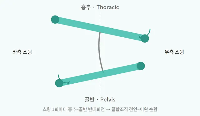 흉추-골반 반대회전 다이어그램: 좌우 스윙 시 흉추와 골반이 반대 방향으로 회전하며 결합조직에 견인-이완 순환을 공급하는 개념도